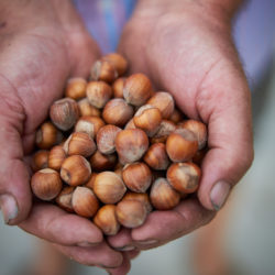 Haselnüsse Papa dei Boschi im Piemont.