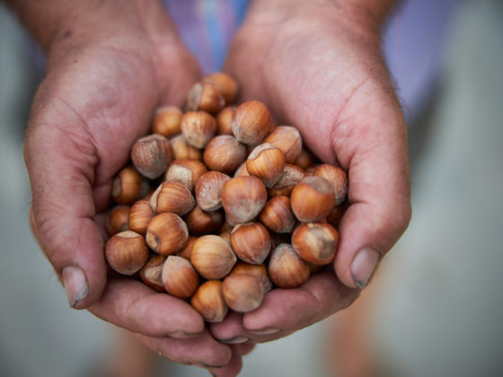 Haselnüsse Papa dei Boschi im Piemont.