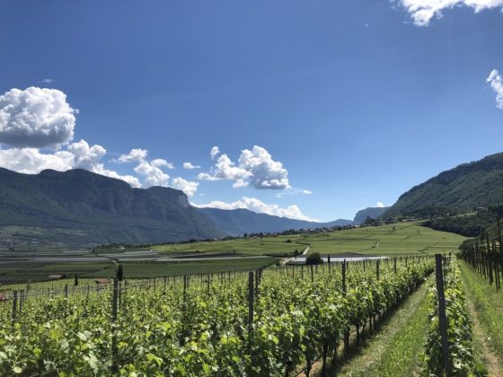 Weintipp_sauvignon-blanc-Südtirol_Voglar_Dipoli