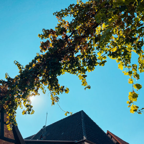 Pfalzimpressionen Weindeko