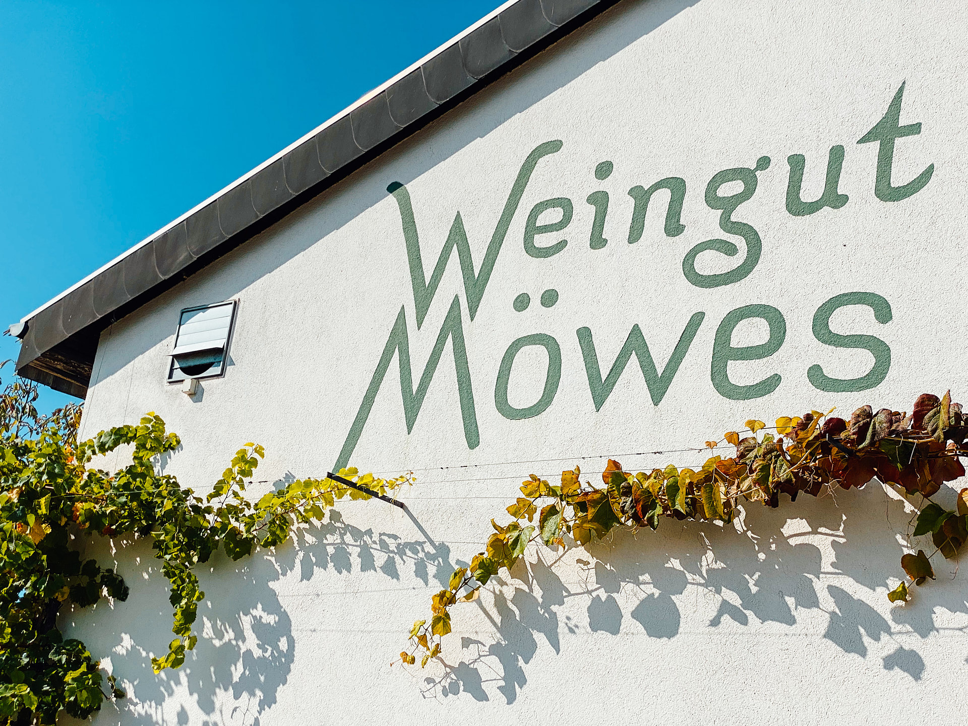 Weingut Möwes in der Pflalz