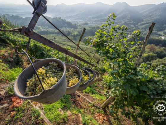 Weintipp Prosecco: San Venanzio Fortunato