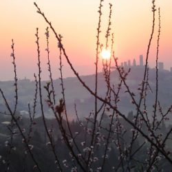 Weintipp Toskana Vernaccia di San Gimignano DOCG