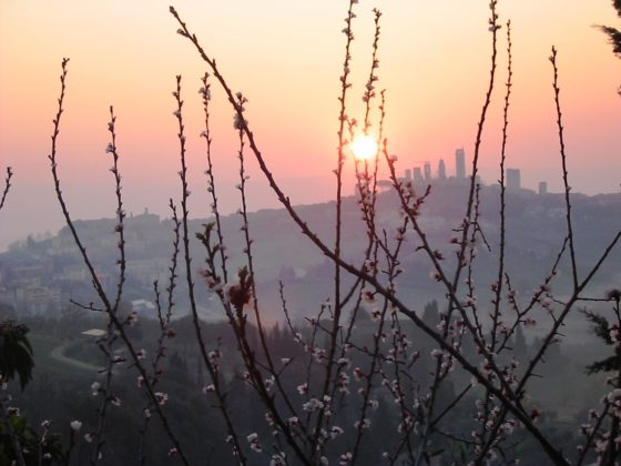 Weintipp Toskana Vernaccia di San Gimignano DOCG