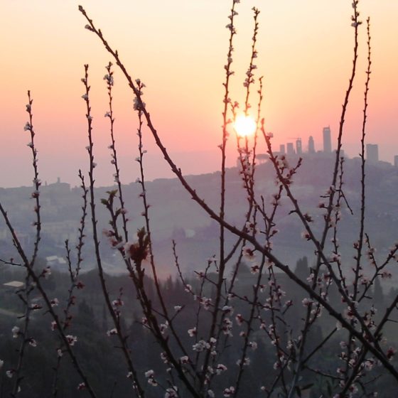 Weintipp Toskana Vernaccia di San Gimignano DOCG