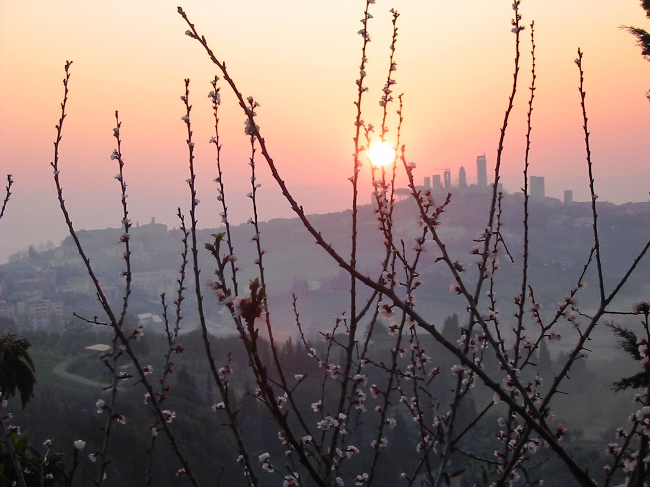 Weintipp Toskana Vernaccia di San Gimignano DOCG