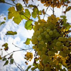 Weintipp Iseosee Fraciacorta