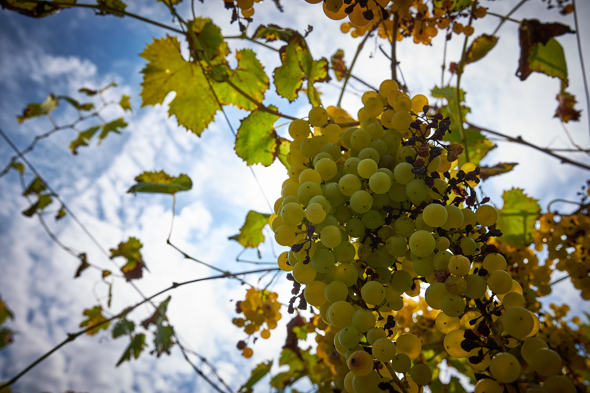 Weintipp Iseosee Fraciacorta