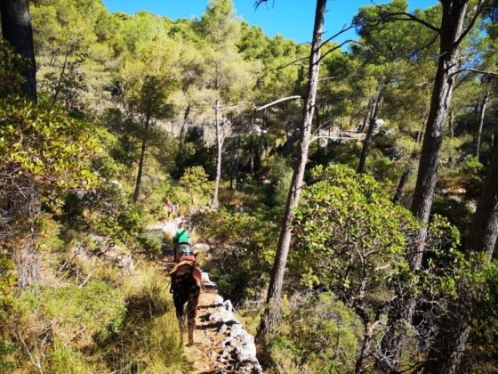 Naturacavall Geheimtipp Mallorca Pferde Ausritt