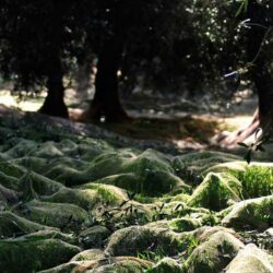 Ligurische Oliven Frantoio Bianco Ligurien