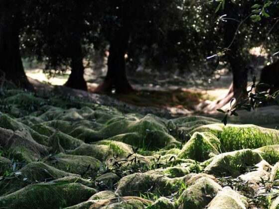 Ligurische Oliven Frantoio Bianco Ligurien