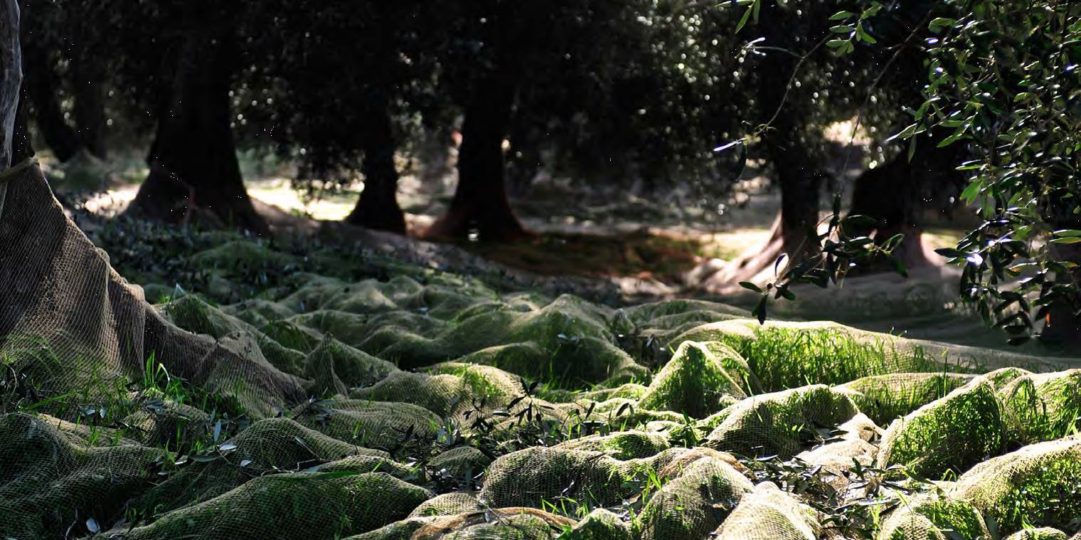 Ligurische Oliven Frantoio Bianco Ligurien