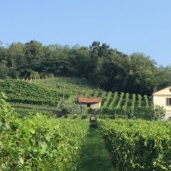 Weintipp Lago Maggiore