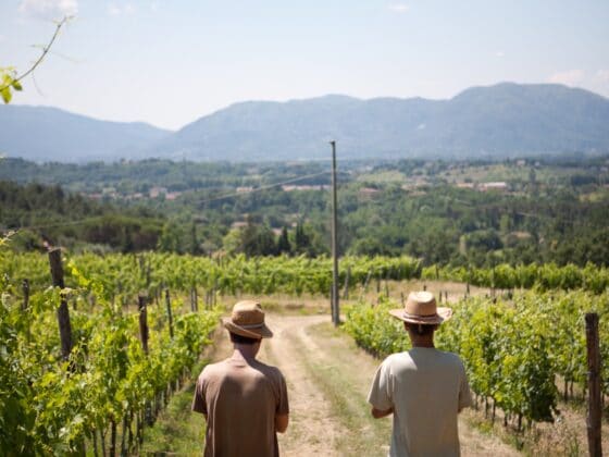 Wein Versilia Calafata