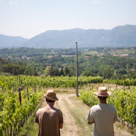 Wein Versilia Calafata