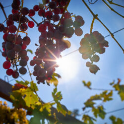 weingut lago maggiore - weingut valtellina