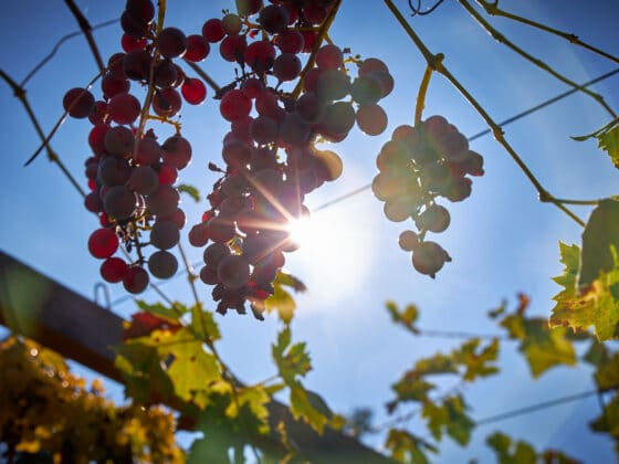 weingut lago maggiore - weingut valtellina