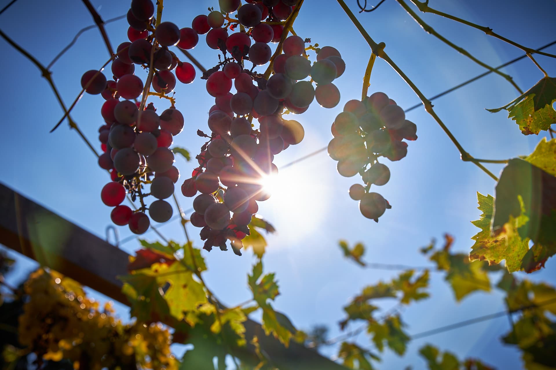 weingut lago maggiore - weingut valtellina
