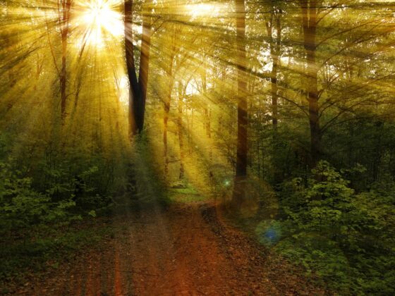 Erlebnistipp Waldbaden