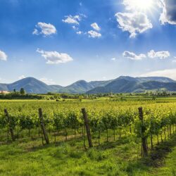 Weintipp Colli Euganei