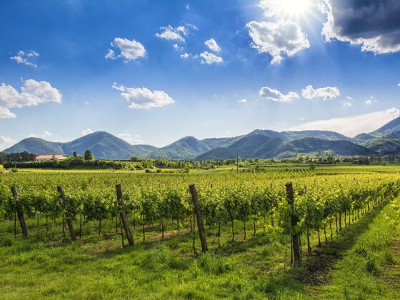 Weintipp Colli Euganei