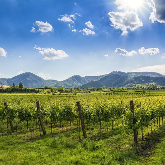 Weintipp Colli Euganei