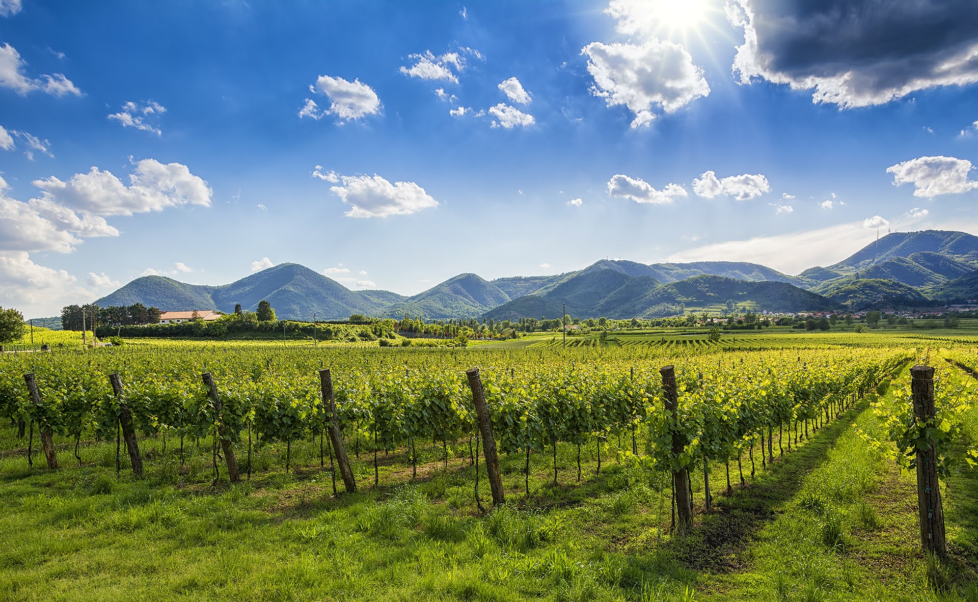 Weintipp Colli Euganei