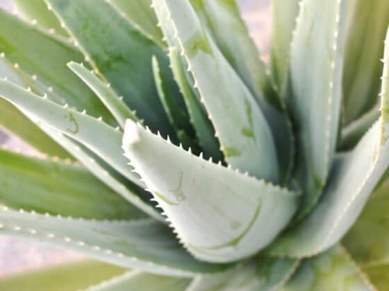 Naturalis Naturkosmetik und Pflege aus Apulien