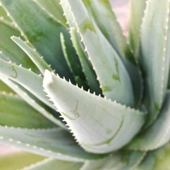 Naturalis Naturkosmetik und Pflege aus Apulien