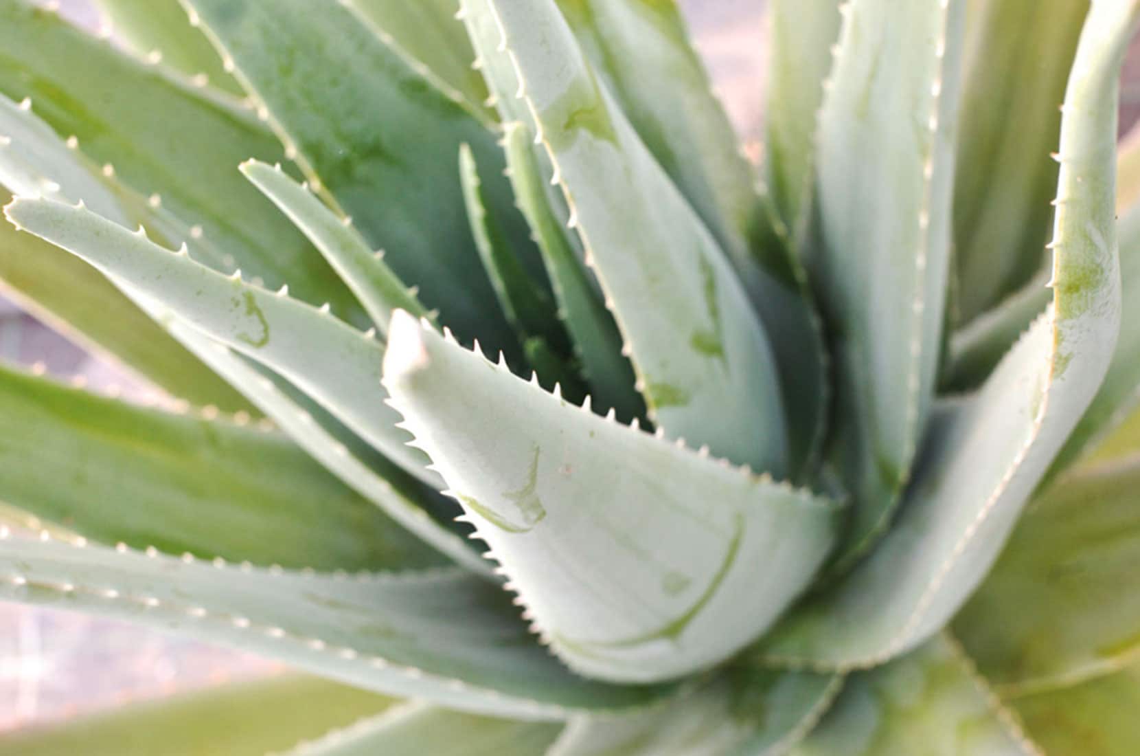 Naturalis Naturkosmetik und Pflege aus Apulien