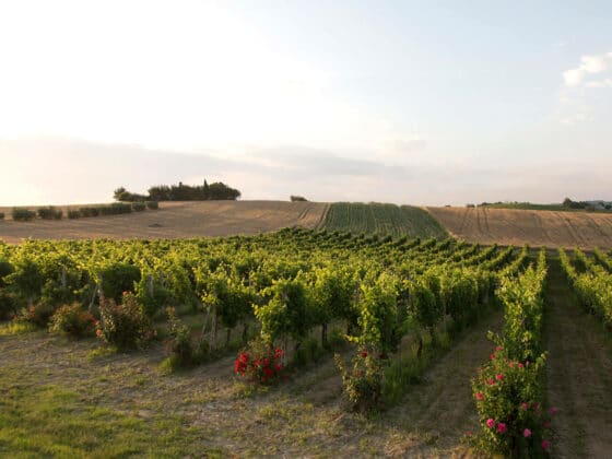 Verdicchio dei Castelli di Jesi - Santa Barbara