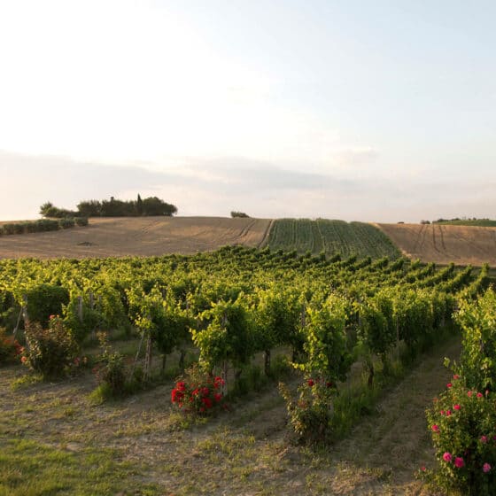 Verdicchio dei Castelli di Jesi - Santa Barbara