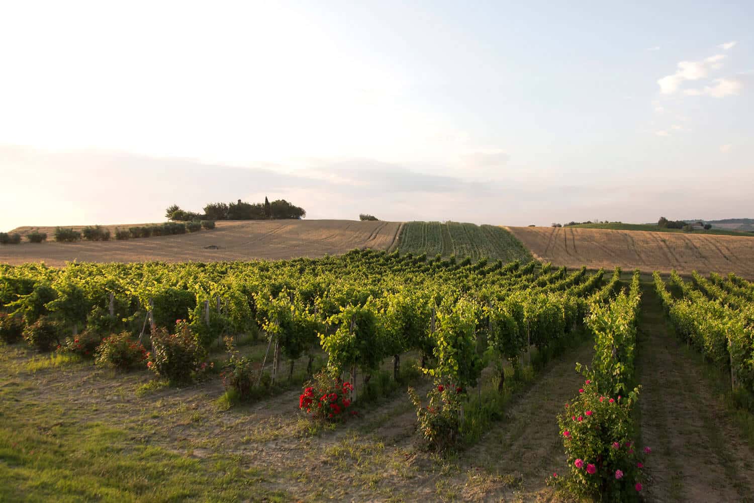 Verdicchio dei Castelli di Jesi - Santa Barbara